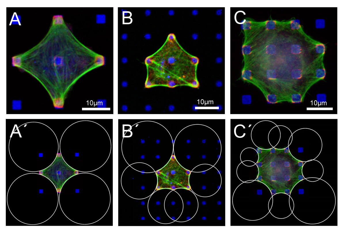 Cell shape on micropatterned substrates